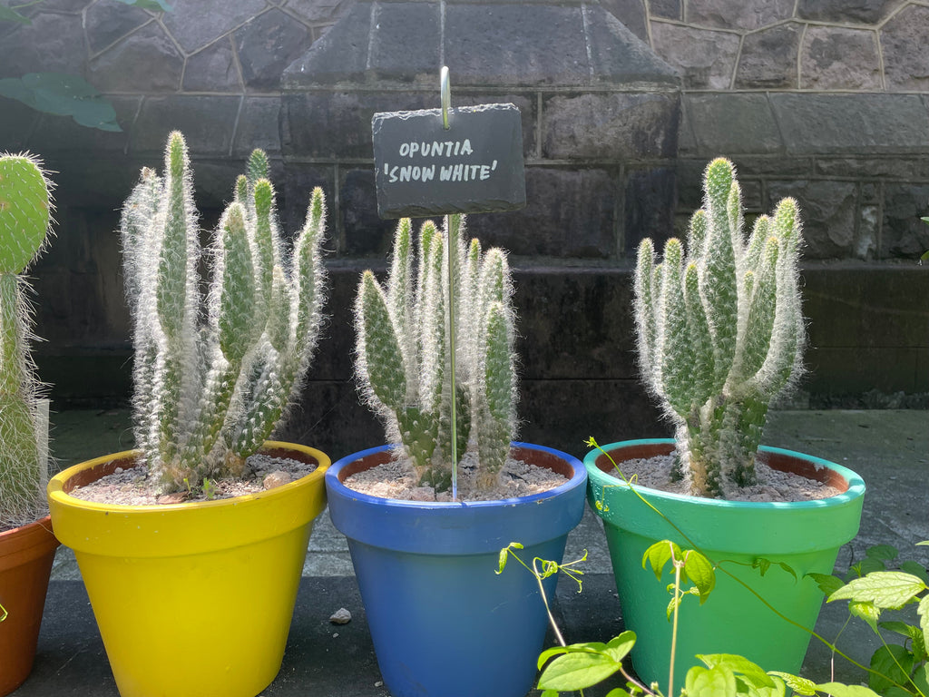 prickly pear snow cactus Snow White Prickly Pear