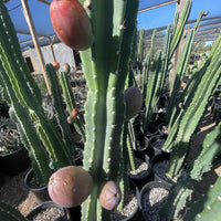 Peruvian Apple Cactus Plant