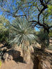 Yucca Rostrata Succulent Plant
