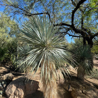 Yucca Rostrata Succulent Plant