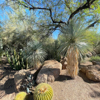 Yucca Rostrata Succulent Plant