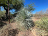 Yucca Rostrata Succulent Plant