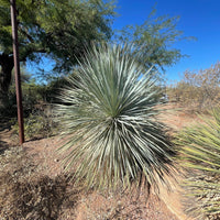 Yucca Rostrata Succulent Plant