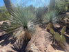 Yucca Rostrata Succulent Plant