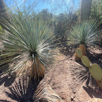 Yucca Rostrata Succulent Plant