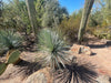 Yucca Rostrata Succulent Plant