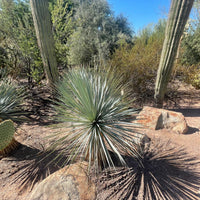 Yucca Rostrata Succulent Plant