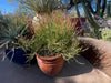 Euphorbia Tiricalli "Firesticks" Succulent Plant