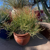 Euphorbia Tiricalli "Firesticks" Succulent Plant