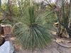 Dasylirion longissimum, Succulent Mexican Grass Tree