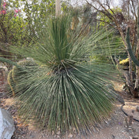 Dasylirion longissimum, Succulent Mexican Grass Tree