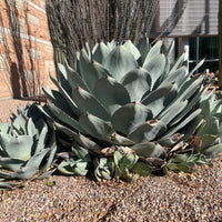 Agave Parryi Truncata Plant, Cold Hardy
