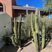 Stenocereus Thurberi Plant, Organ Pipe Cactus