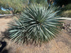 Yucca Rostrata Succulent Plant