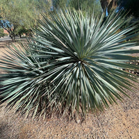 Yucca Rostrata Succulent Plant