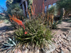 Aloe Cameronii, Indoor/Outdoor Succulent Plant