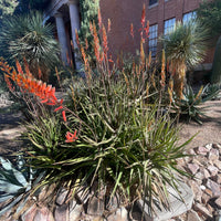 Aloe Cameronii, Indoor/Outdoor Succulent Plant