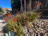 Aloe Cameronii, Indoor/Outdoor Succulent Plant