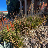 Aloe Cameronii, Indoor/Outdoor Succulent Plant
