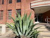 Agave Weberi, Succulent Landscape Plant