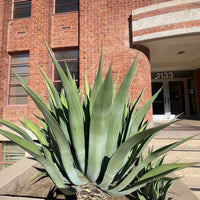 Agave Weberi, Succulent Landscape Plant