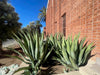 Agave Weberi, Succulent Landscape Plant