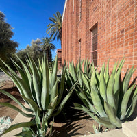 Agave Weberi, Succulent Landscape Plant