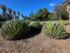 Queen Victoria Agave, Succulent Plant
