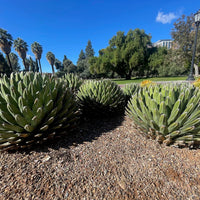 Queen Victoria Agave, Succulent Plant