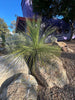 Dasylirion longissimum, Succulent Mexican Grass Tree