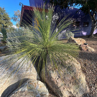 Dasylirion longissimum, Succulent Mexican Grass Tree