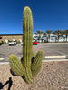 Echinopsis Terscheckii, South American Saguaro Cactus Plant