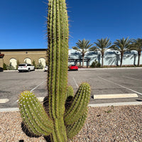Echinopsis Terscheckii, South American Saguaro Cactus Plant