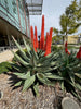 Aloe Ferox, South African Succulent Plant