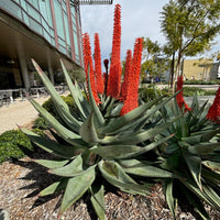Aloe Ferox, South African Succulent Plant