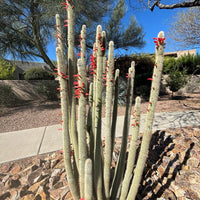 Cleistocactus Straussi Plant, Silver Torch Cactus With Red Flowers