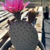 Santa Rita x Beavertail Hybrid Cactus Plant