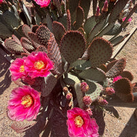 Santa Rita x Beavertail Hybrid Cactus Plant