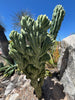 Myrtillocactus geometrizans Crested Blue Flame Cactus Plant