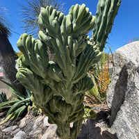 Myrtillocactus geometrizans Crested Blue Flame Cactus Plant