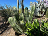 Lophocereus Schotti, Senita Cactus Plant