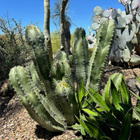 Lophocereus Schotti, Senita Cactus Plant