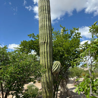 Echinopsis Terscheckii, South American Saguaro Cactus Plant