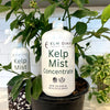 Kelp Mist For Plants By Elm Dirt