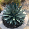 Agave 'Blue Glow' Landscaping Plant