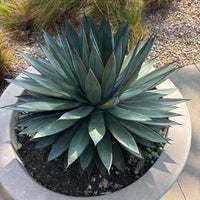 Agave 'Blue Glow' Landscaping Plant