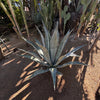 Agave Americana, Century Succulent Plant