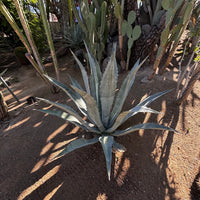 Agave Americana, Century Succulent Plant