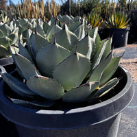 Agave Parryi Truncata Plant, Cold Hardy