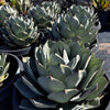Agave Parryi Truncata Plant, Cold Hardy